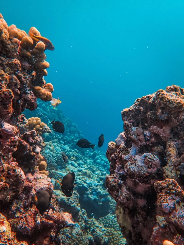 Photo by Francesco Ungaro on Unsplash (https://unsplash.com/photos/a-group-of-fish-swimming-over-a-coral-reef-_gAGmdWmqFI)