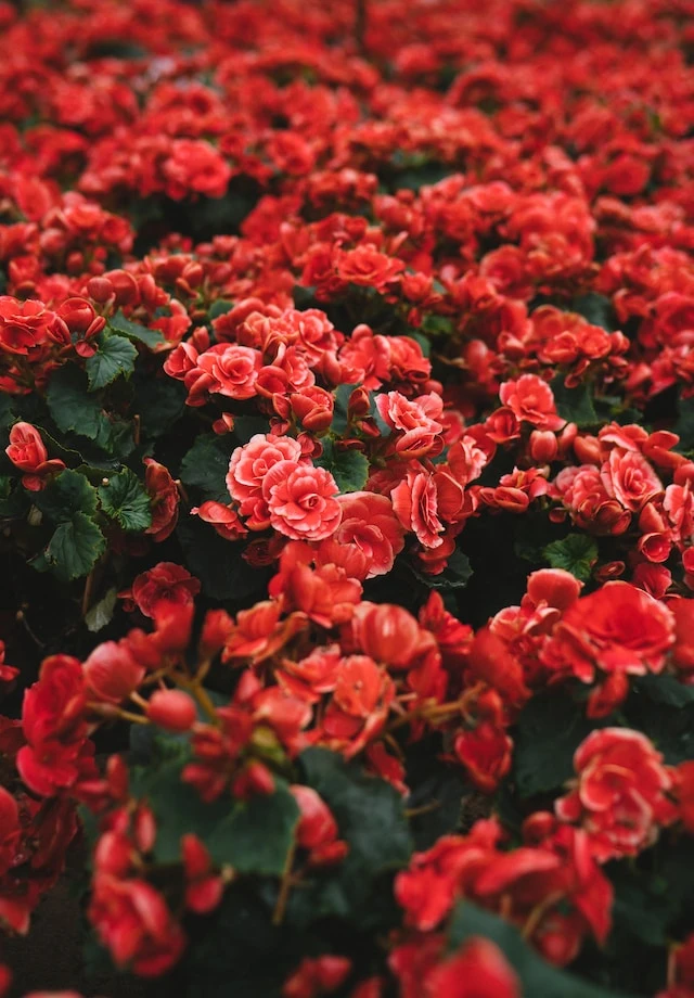 Photo by Tuân Nguyễn Minh on Unsplash (https://unsplash.com/photos/closeup-photo-of-red-petaled-flower-field-pGr7g4l8EOI)